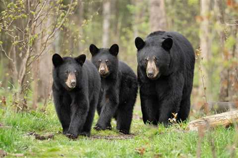 As Warm Weather Brings Bears Out Of Hibernation Experts Share How To Peacefully Coexist With Them