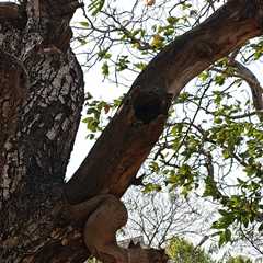 Can You Find the Hidden Owl? It’s Looking Right at You.