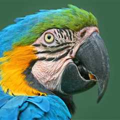 Costa Rica Wildlife Groups Find Major Faults With New Regulations