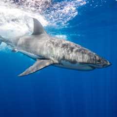 Warming Waters Are Causing Great White Sharks To Overheat
