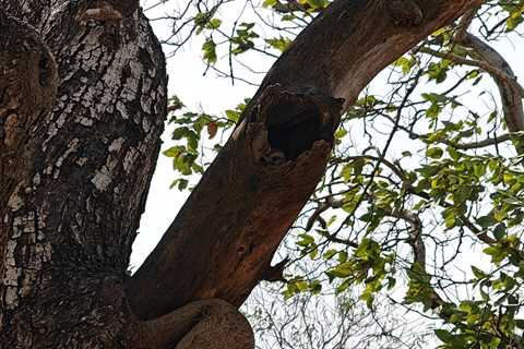 Can You Find the Hidden Owl? It’s Looking Right at You.