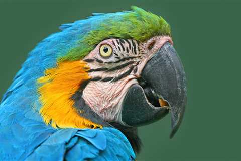 Costa Rica Wildlife Groups Find Major Faults With New Regulations