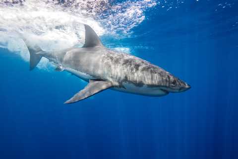 Warming Waters Are Causing Great White Sharks To Overheat