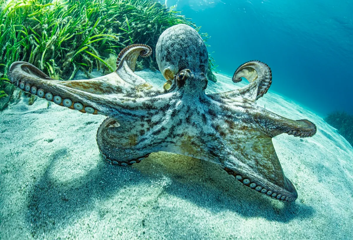 Diver Films Incredible Moment Octopus Disappears From Sight