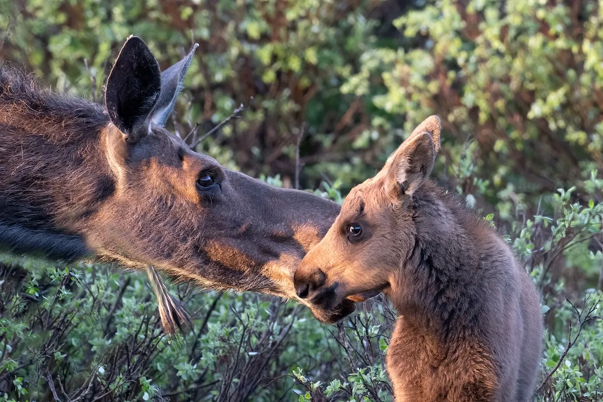 WATCH: Sweet Footage of a Mama Moose With Newborn Twins