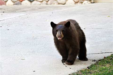WATCH: Bear Repeatedly Charges at Screen Door in Canada